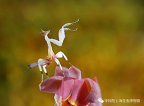 8月2日13点至15点30飞天刀螂——螳螂